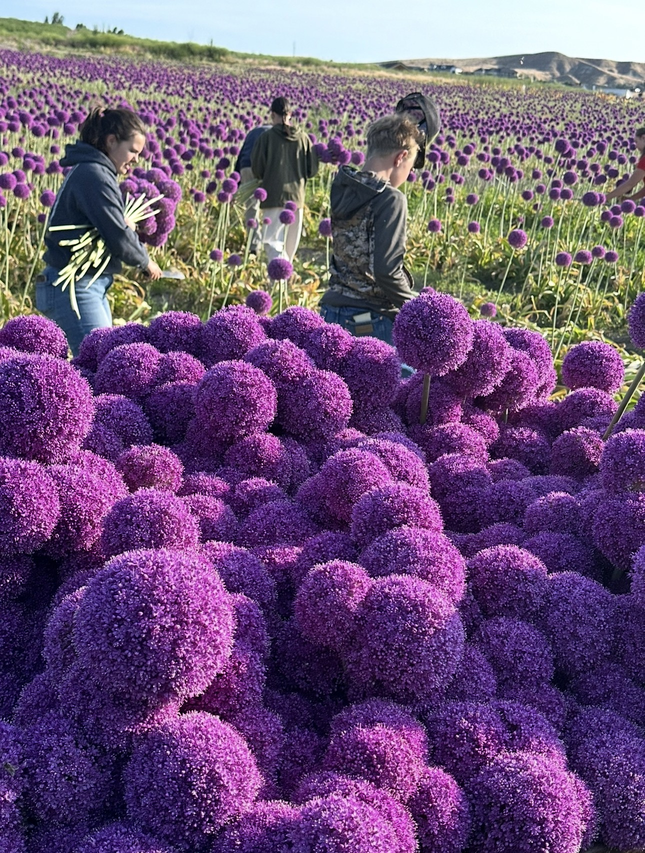 Gladiator Allium Week 
