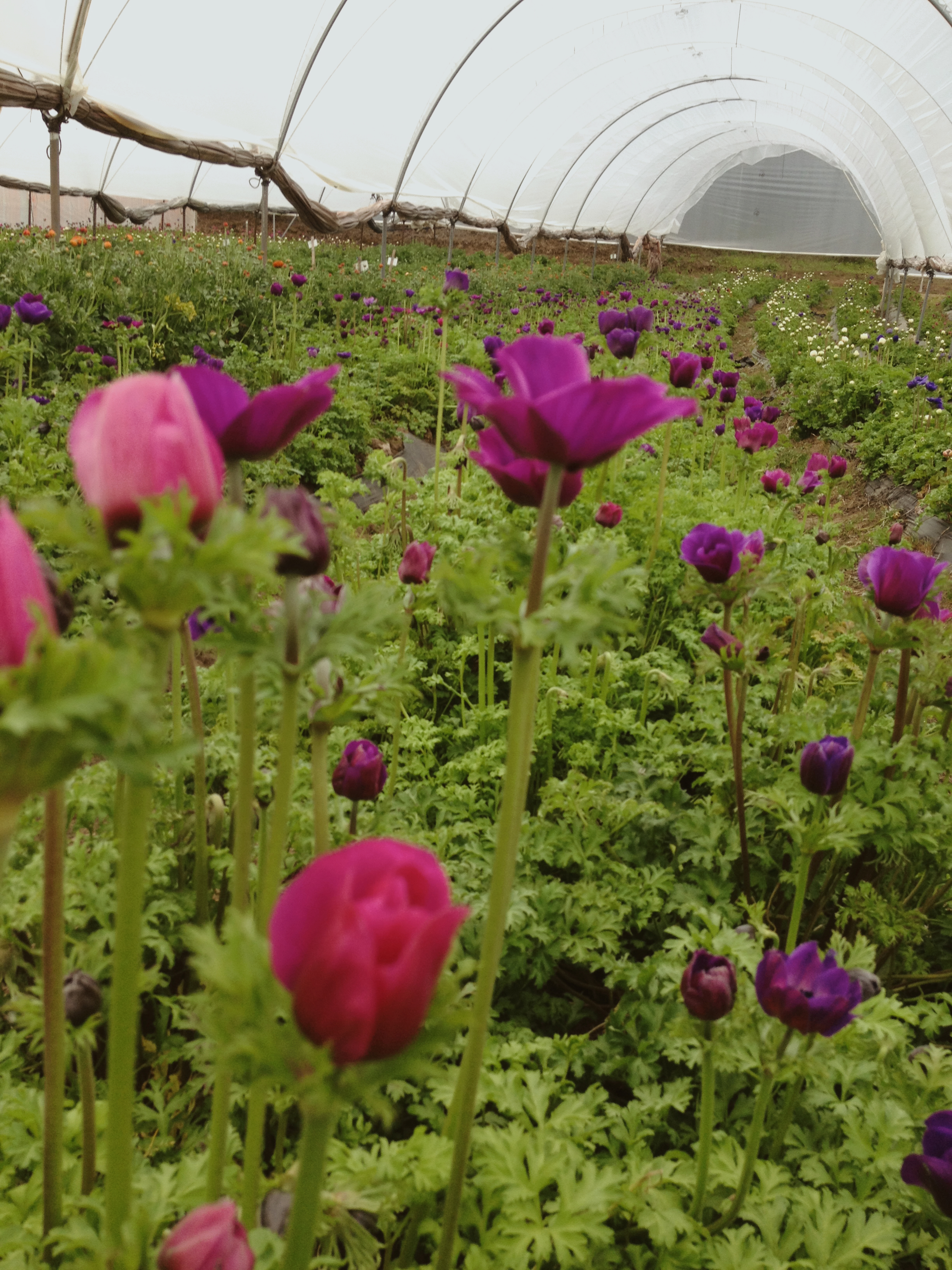 Anemones & Ranunculus 